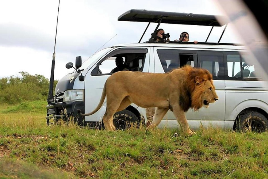 3 DAYS MASAI MARA Tour in Kenya