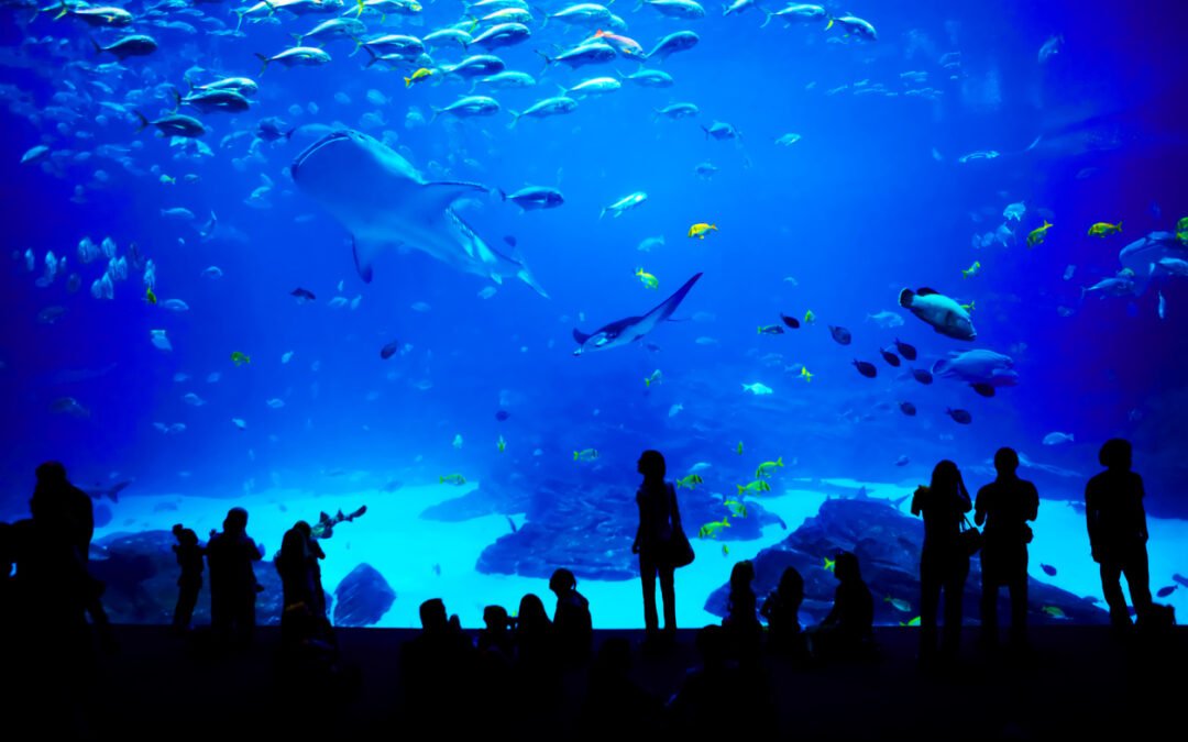 Low Rate Worldwide Aquariums to Visit in 2022
