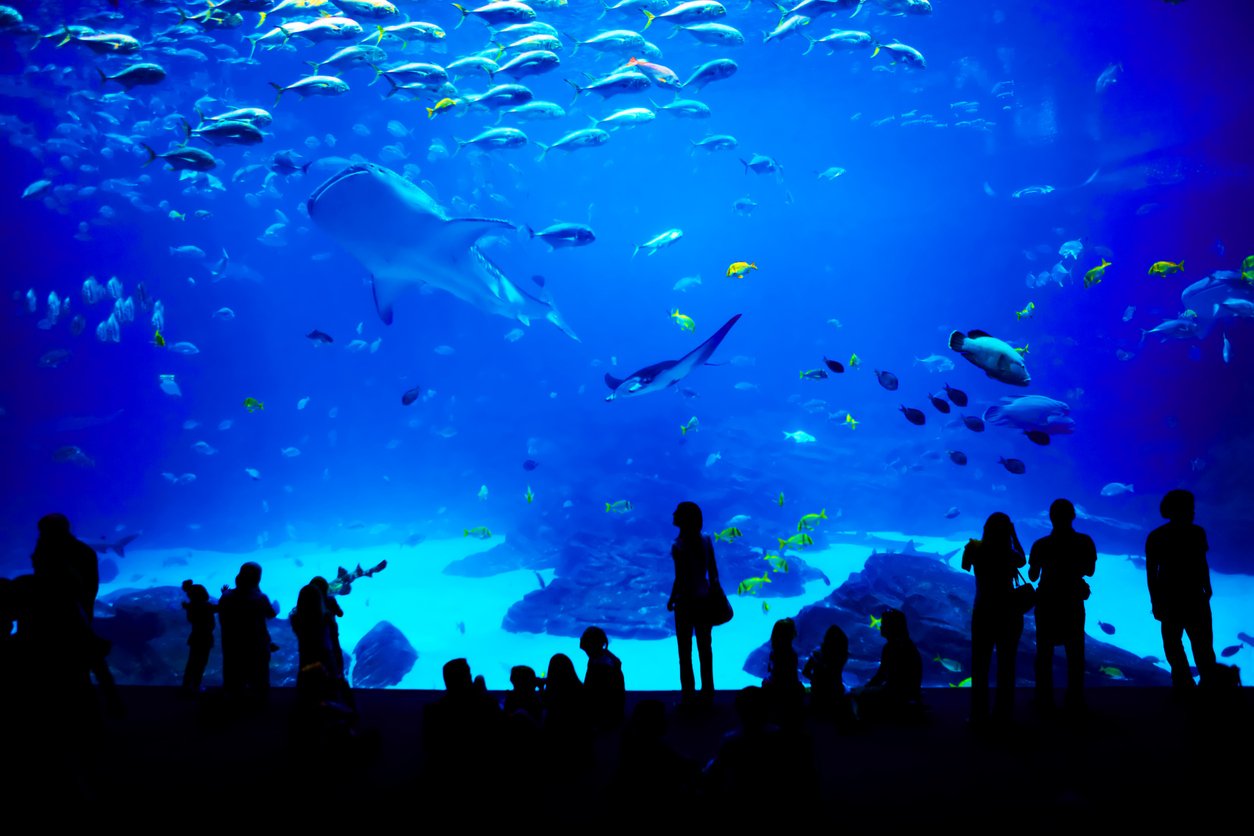 biggest aquarium in the world. atlanta, georgia. Low Rate Worldwide Aquariums to Visit in 2022