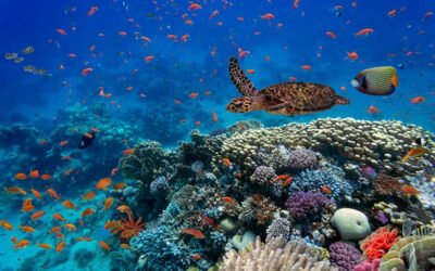 World Ocean Day 2022: How climate change and warming waters are affecting the health of the oceans