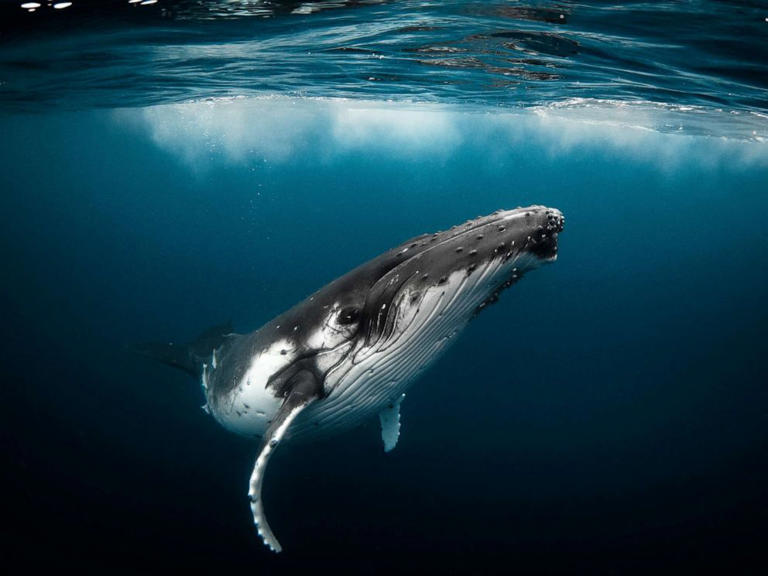 World ocean day 2022