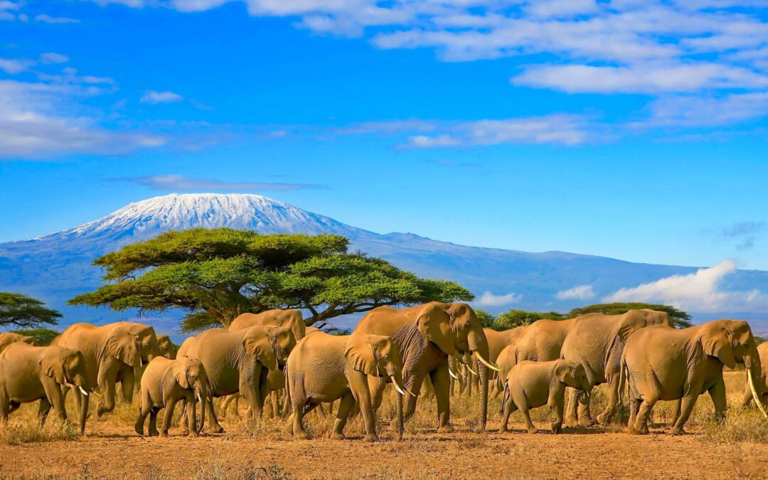 AFRICAN TOURISM UNITED TO TRANSFORM SECTOR FOR GROWTH AND OPPORTUNITY