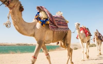 Embark on an Epic Adventure: 4×4 Desert Safari with Sandboarding & Camel Ride from Cairo or Giza