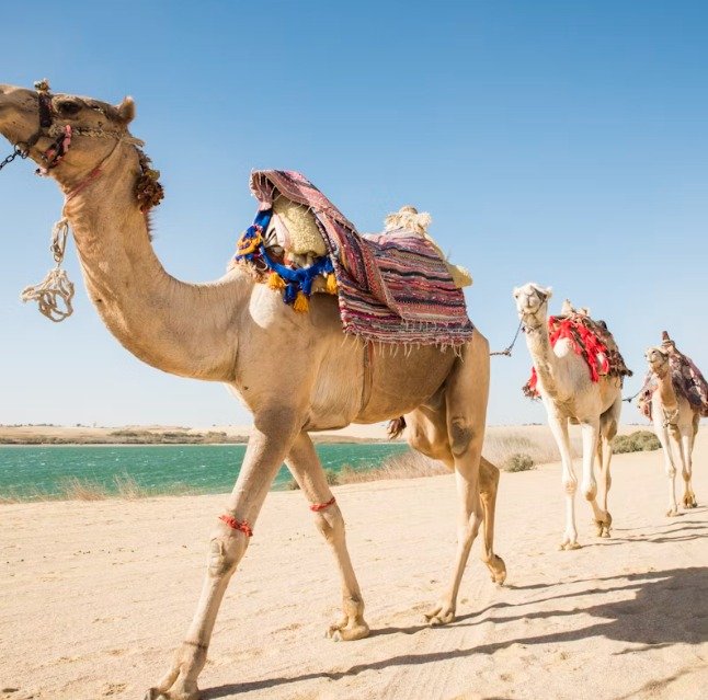 Embark on an Epic Adventure: 4×4 Desert Safari with Sandboarding & Camel Ride from Cairo or Giza