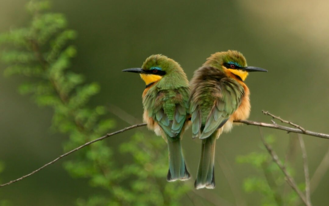 A United Vision for Nature – ‘Nature Positive’ Report Marks New Collaborative Era in Travel & Tourism
